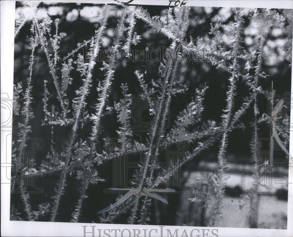 1969 Press Photo Frost Surfaces Water Frost