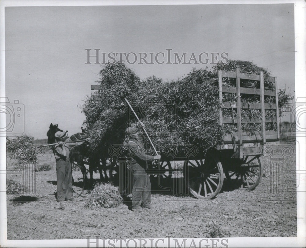 1941 Press Photo Bean Michigan Vigna Soyabeans Peas