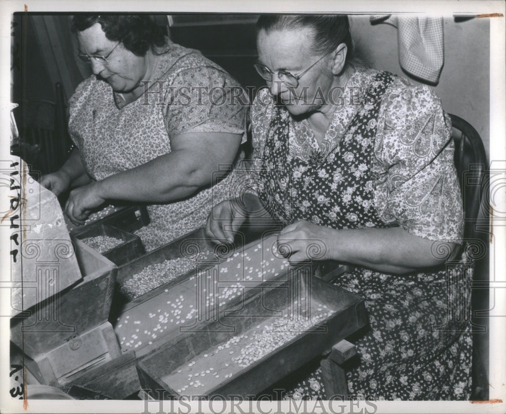 1943 Navy Bean Sorting Housewives - Historic Images