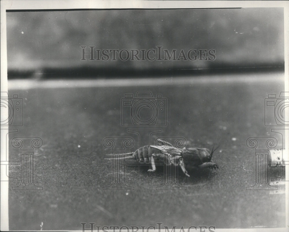 Press Photo Cricket Rectangular Centre Pitch Players