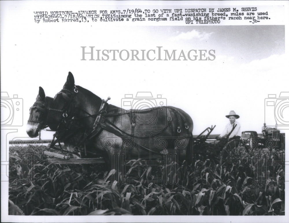 1964 Press Photo Mules used to cultivate a grain field - Historic Images