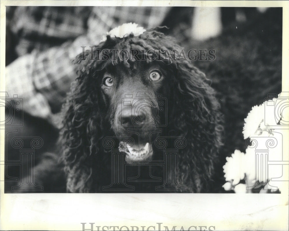 1986 Timber Owner Dog Waist Tennis Ball - Historic Images