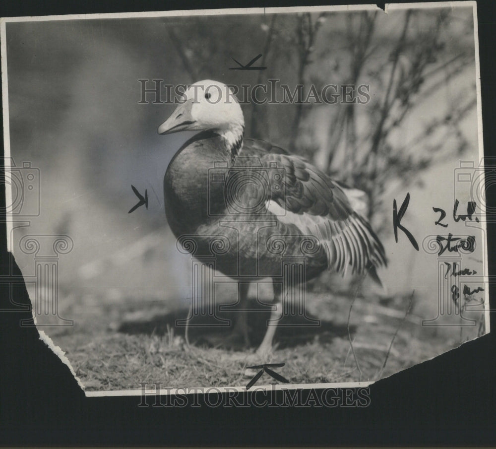 1939 Press Photo Geese Birds