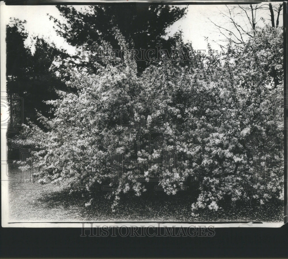 1932 Press Photo Shrubs Plants Flowering Crop