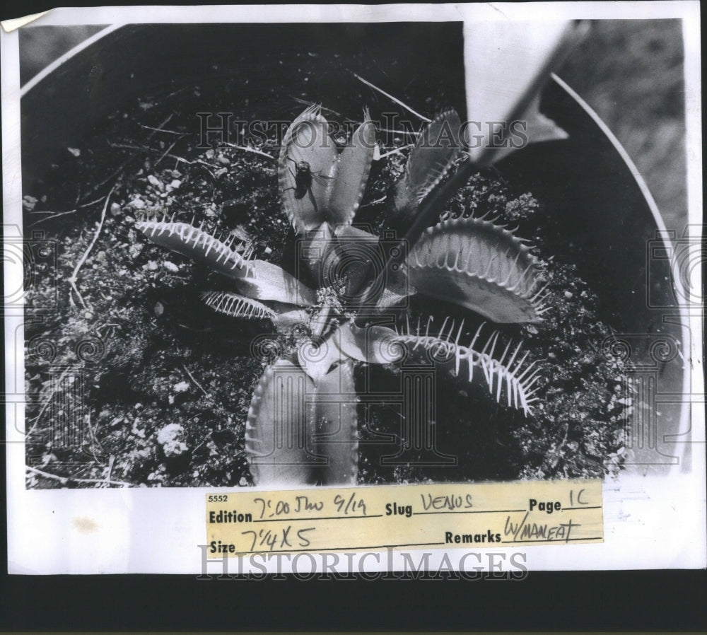 1974 Press Photo Plants Venvs Fly Trad Gets Ready Napsh