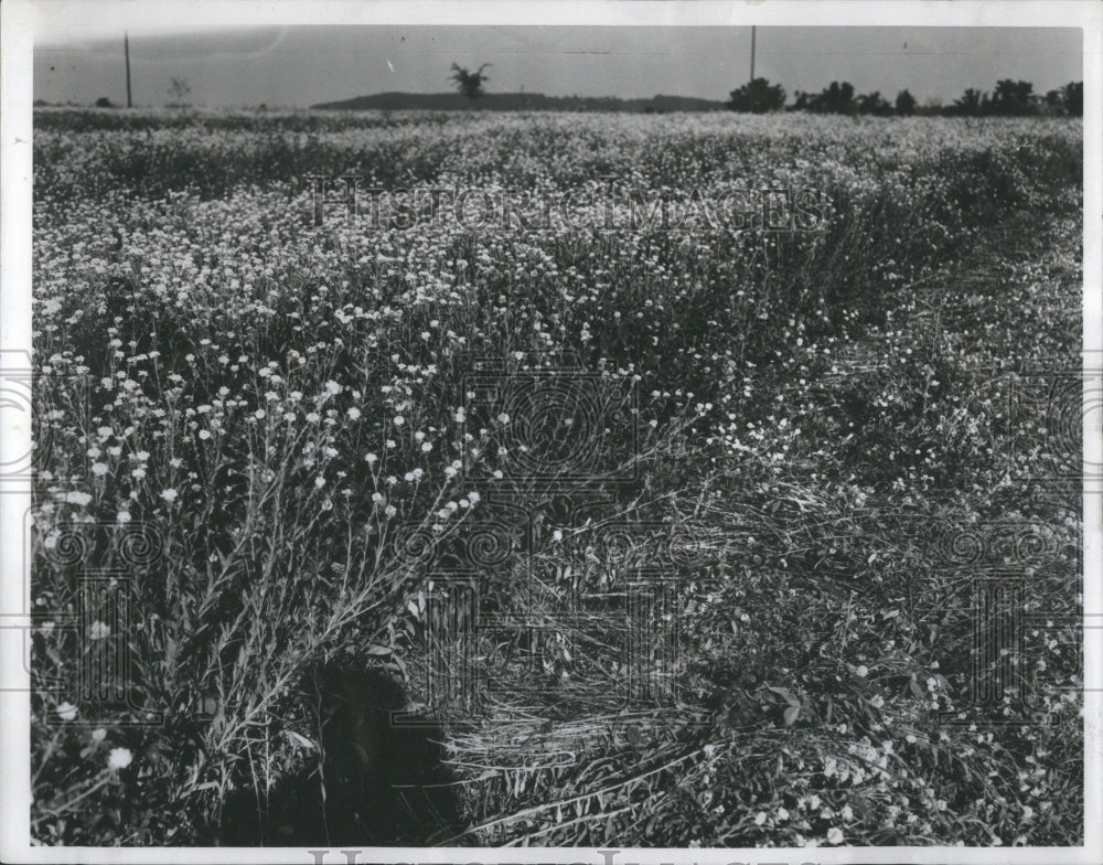 1938 Press Photo Hoary Alyssum Field William Dowling