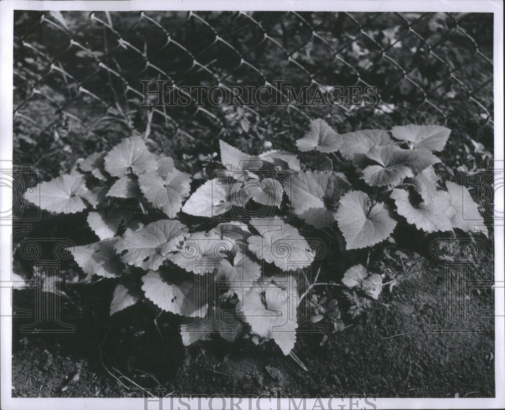 1956 Press Photo Lunaria Dollar Plants