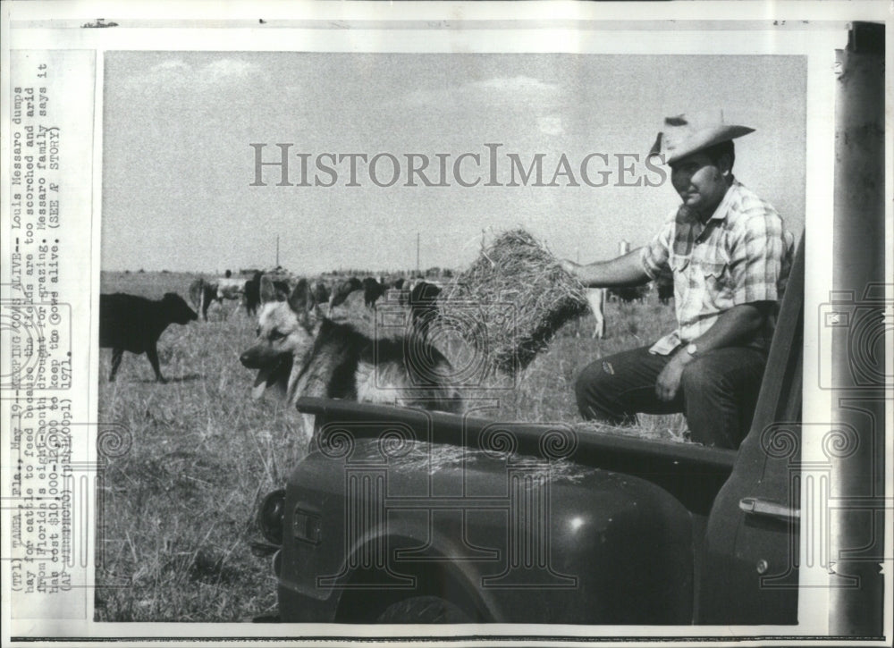 1971 Press Photo Louis Messaro Cattle Ranch Drought