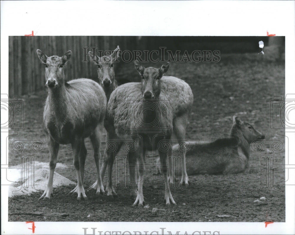 1992 Press Photo Detroit Zoo - RRS97487 - Historic Images