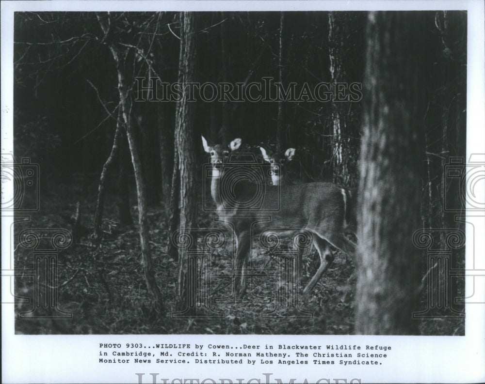 1982 Press Photo Deer