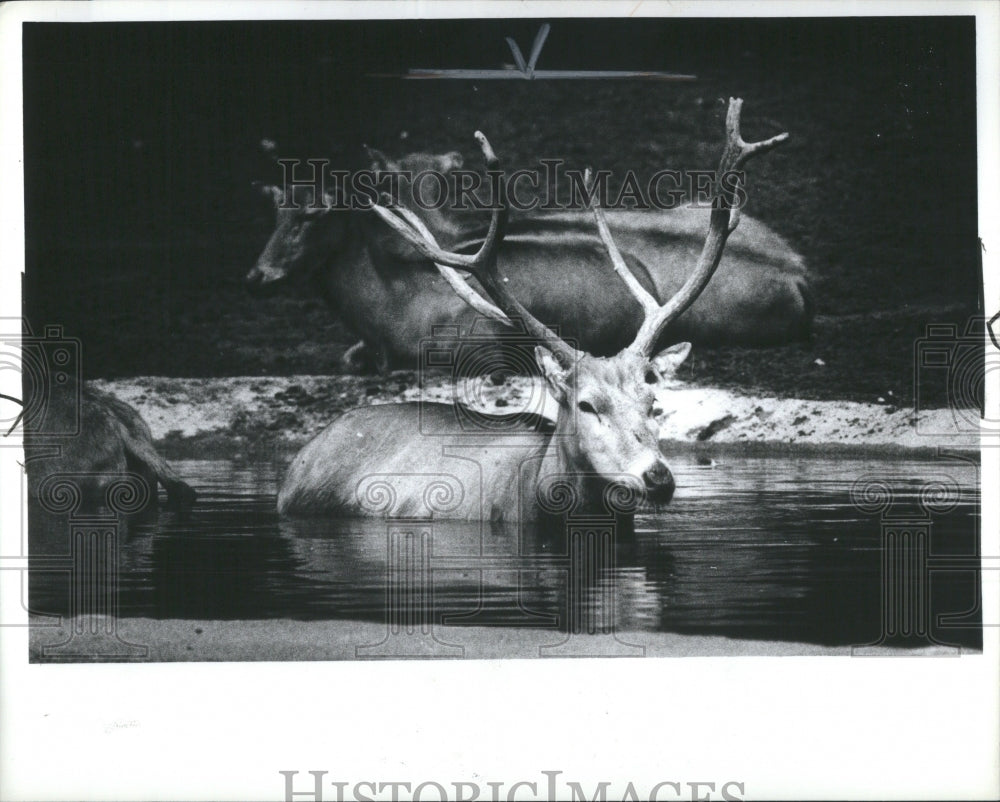 1980 Press Photo Pere David Deer Water Bath Detroit Zoo