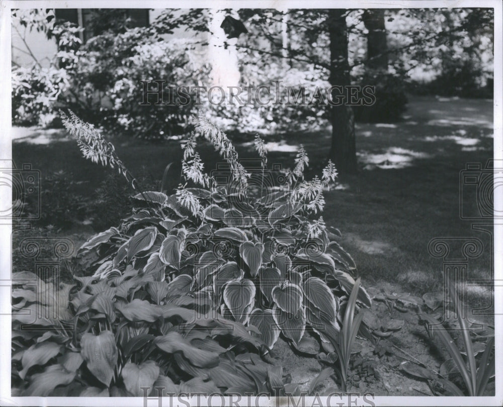 1959 Press Photo Hosta Plants Garden Trees Ground