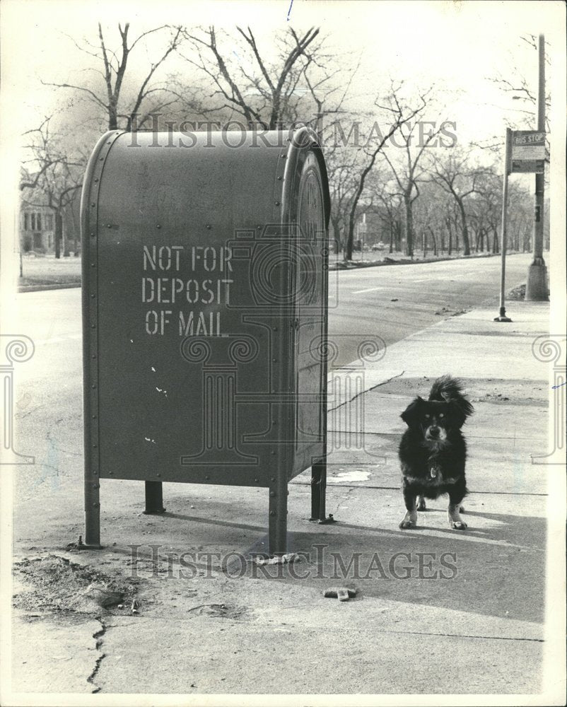 1964 Bozo can&#39;t Understand chemical  Dog - Historic Images