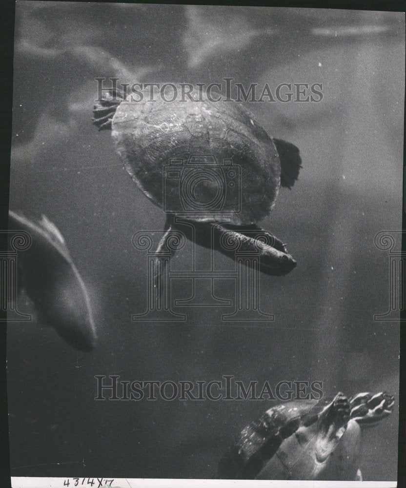 1961 Turtles &amp; Other Reptiles In Glass Tank - Historic Images