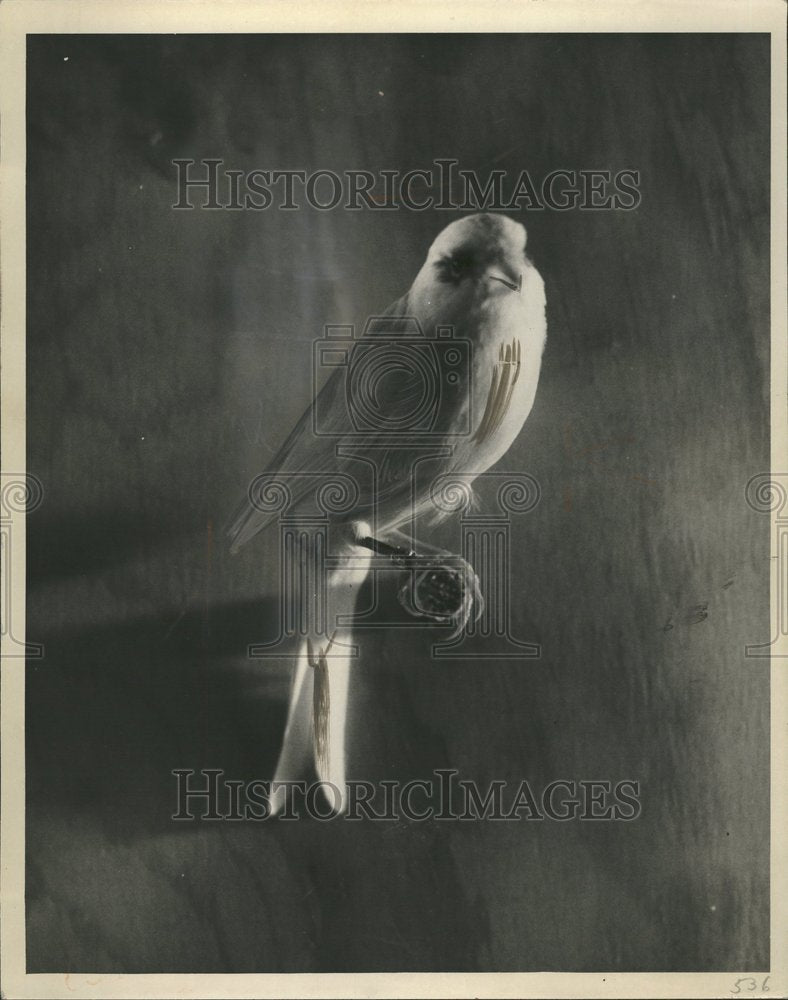 1934 Birds Canary - Historic Images