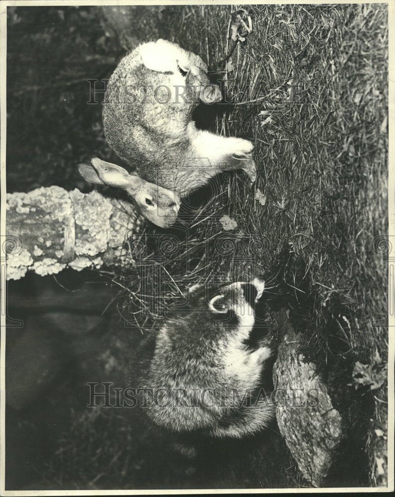 1966 Racoon Forest Lege Gesture Mare Animal - Historic Images