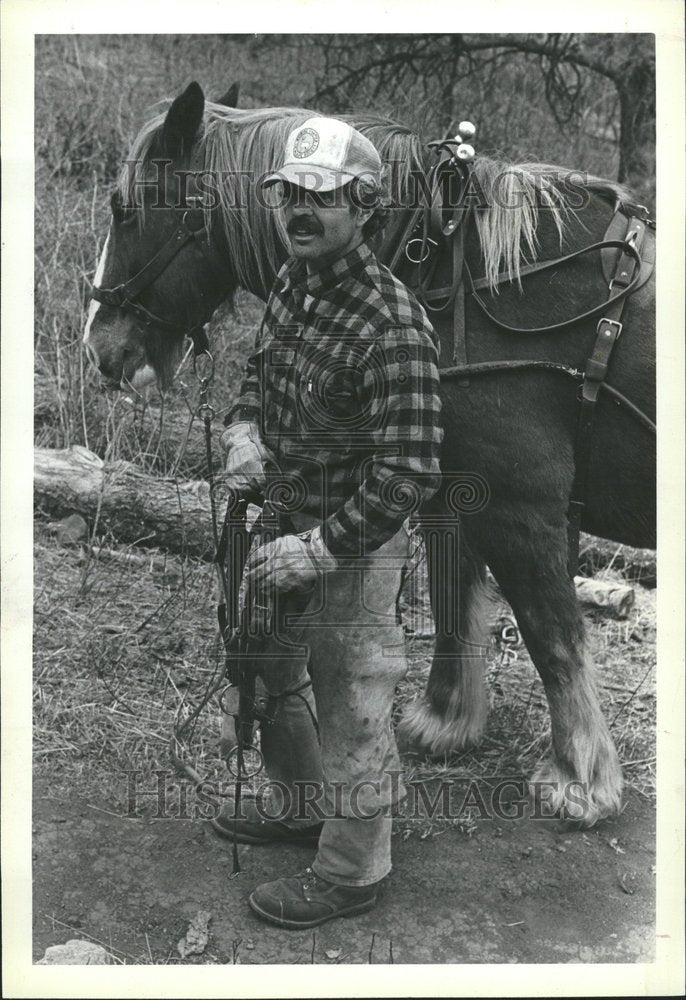 1982 Ray Steele Ben Belgian Gelding - Historic Images