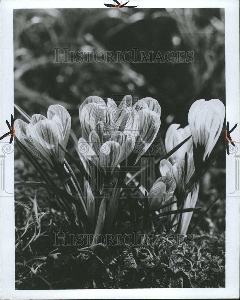 1973 Closeup caption of a crocus flower - Historic Images