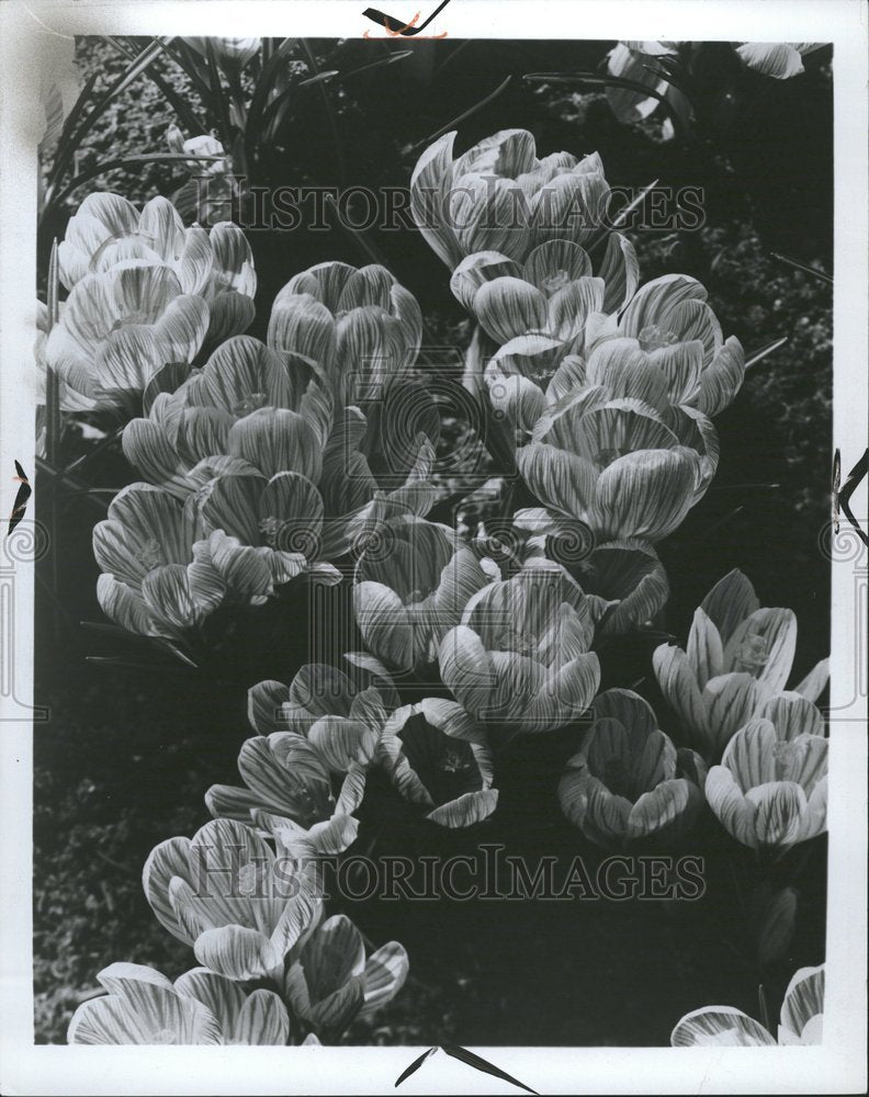 1969 Flower Bloom Blossom Plant - Historic Images