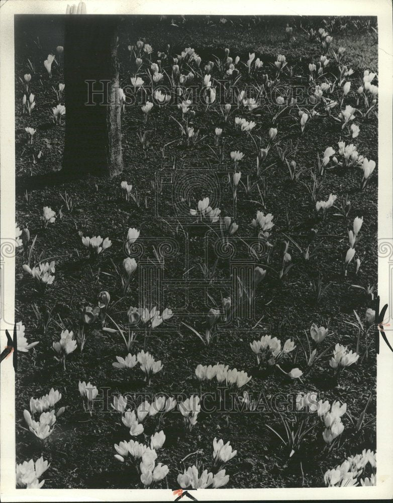 1963 Garden of Crocuses - Historic Images