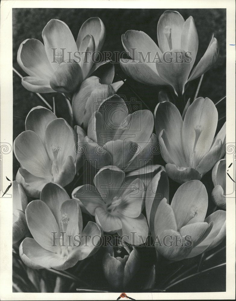 1963 Crocus Family Iris Corms Species - Historic Images