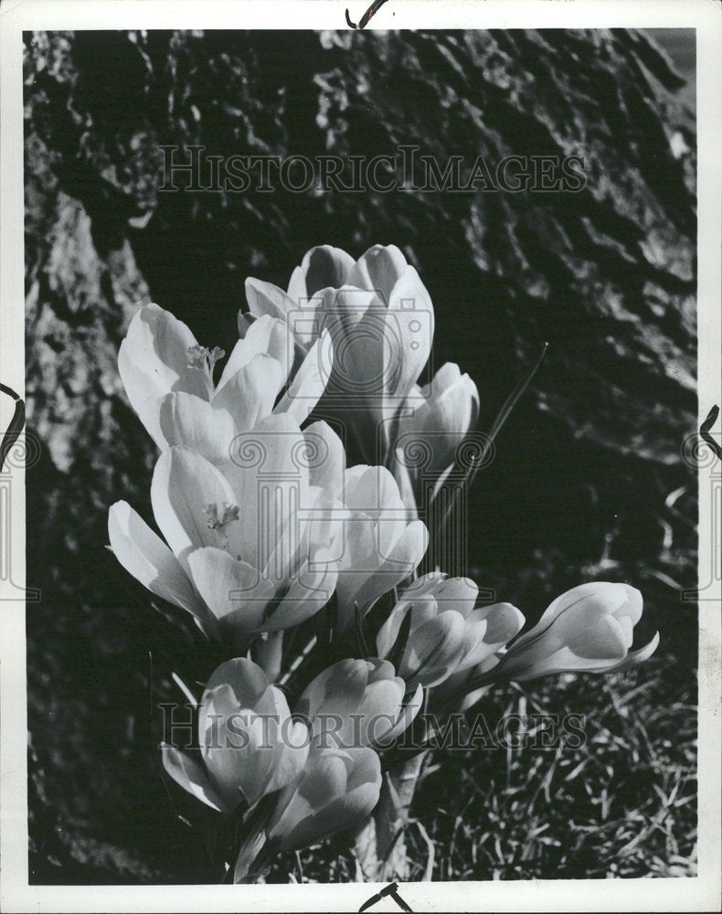 1970 A batch of crocus flowers - Historic Images