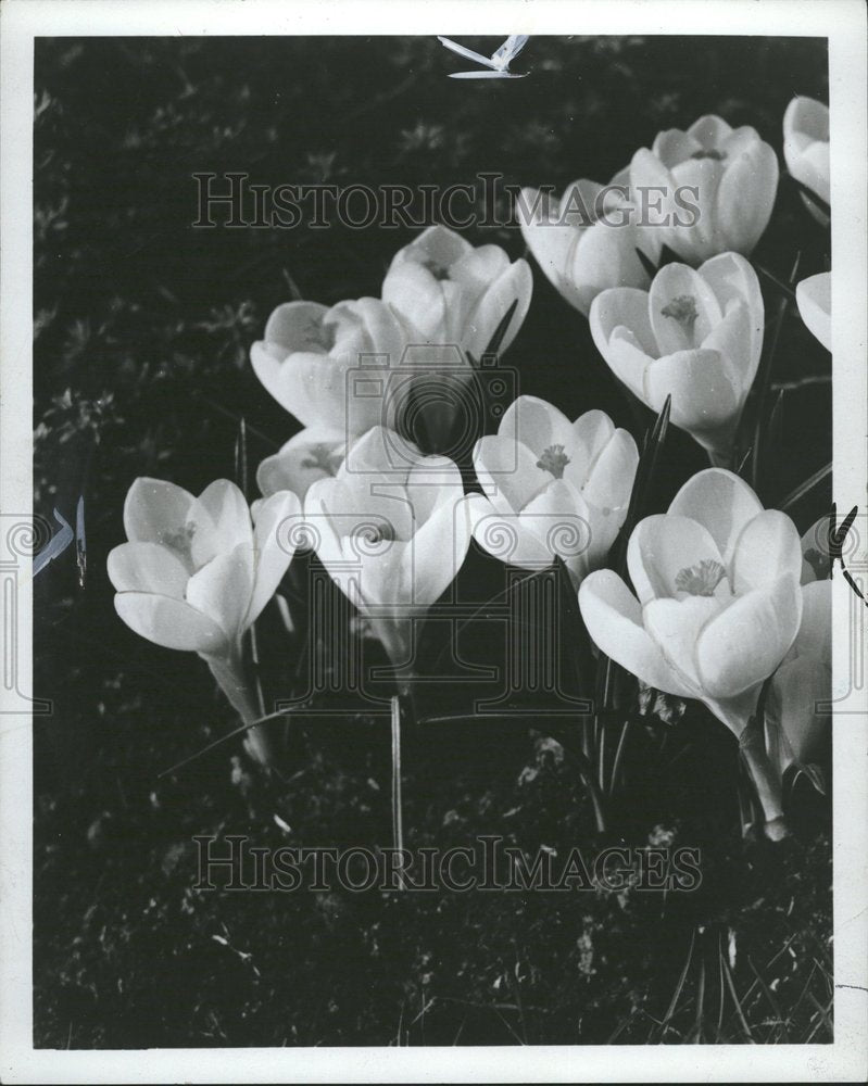 1966 Crocus Species Corms Family Genus - Historic Images