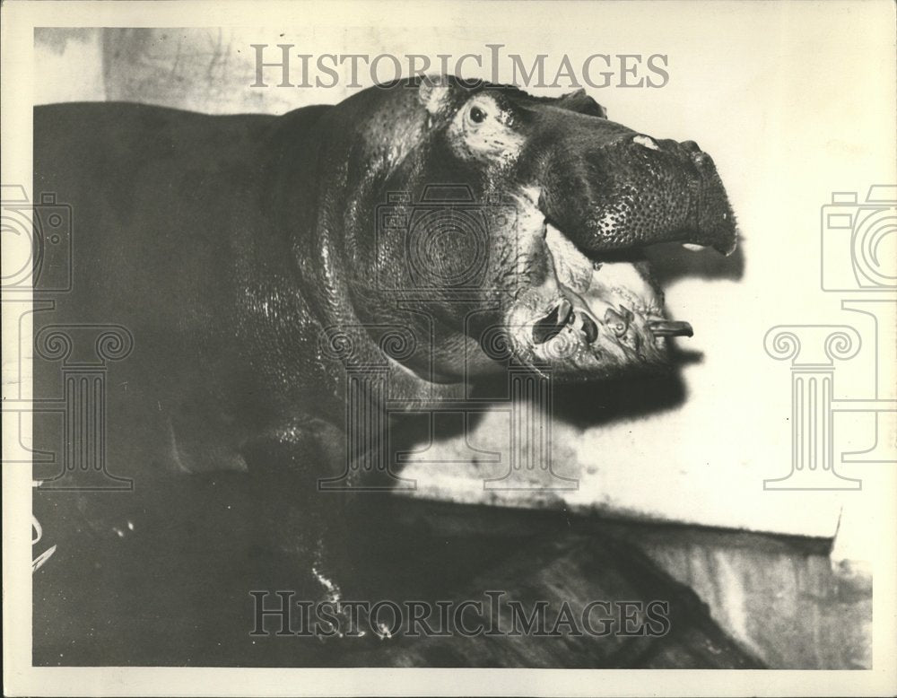 Hippo Brookfield Zoo Chicago Brookfield U S - Historic Images