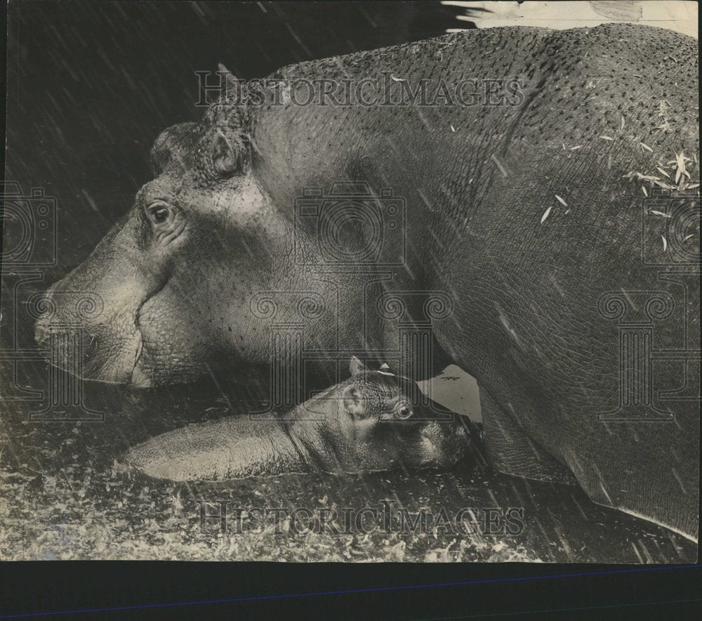 1944 Animals- New Hippo - Historic Images