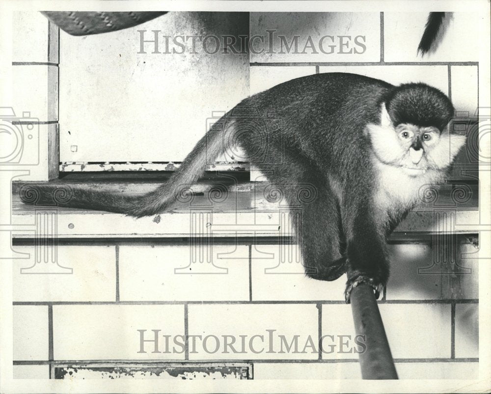 1969 White Nosed Guenon Lincoln Park Zoo - Historic Images