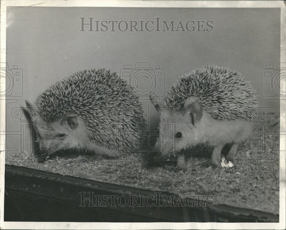 1952 PINCUSHIONS Lincoln Park Zoo - Historic Images