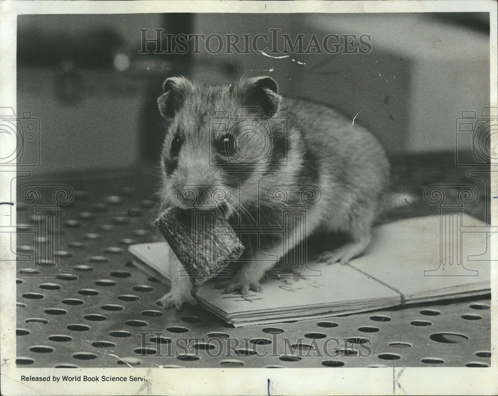 1963 National Institute Health And Science - Historic Images