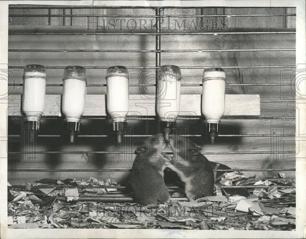 1956 Hamsters battle over bottle of milk - Historic Images