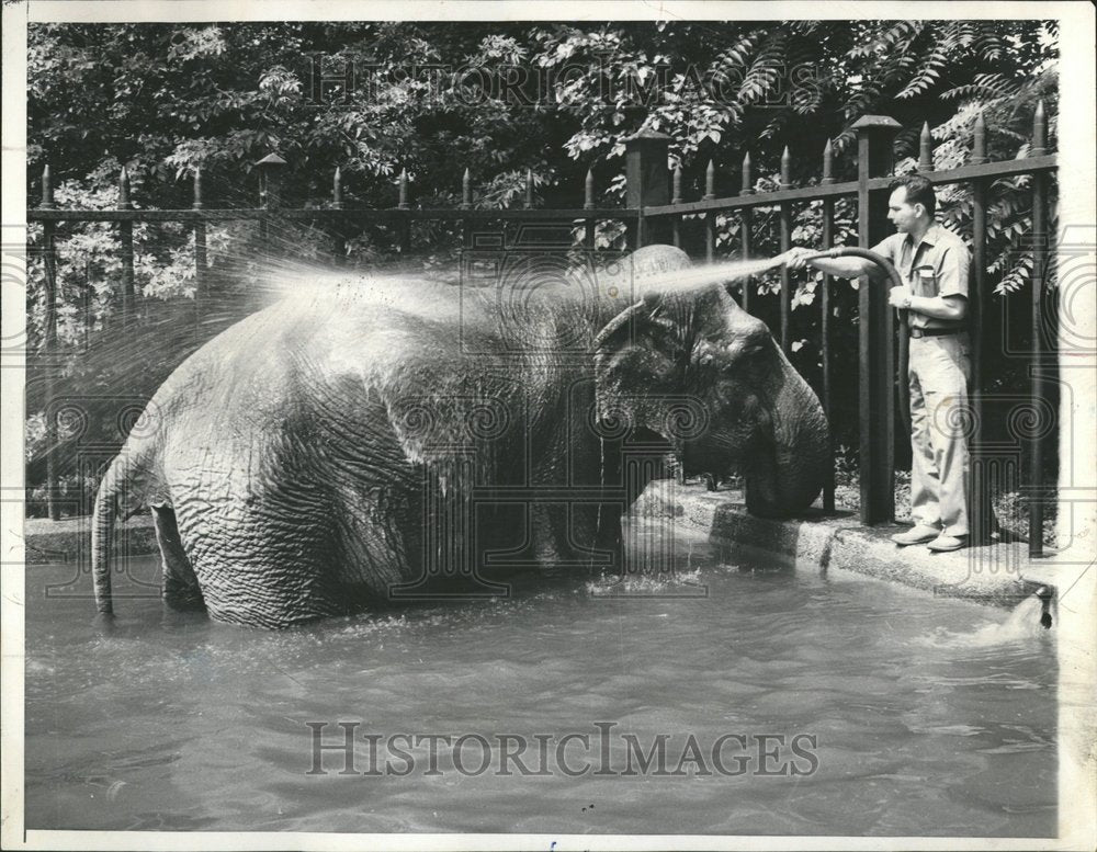 1965 Elephant takes a king-size shower - Historic Images