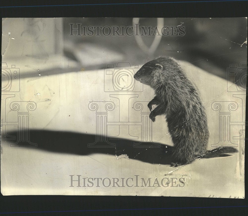 1956 Ground Hog Day Zoo Rodent Animal - Historic Images