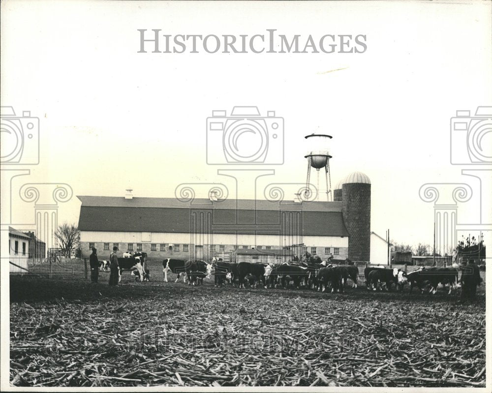 1941 Mt. Pleasant Home Training School Beef - Historic Images