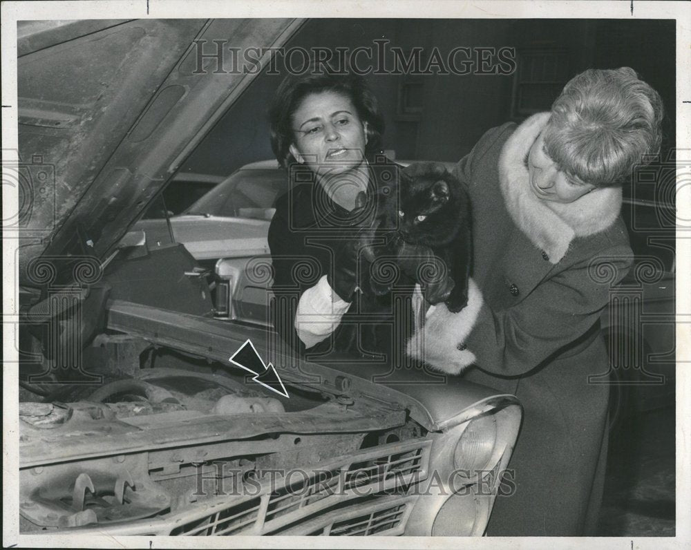 1970 Doris Anderson Ruth D&#39;Arcy Cat - Historic Images