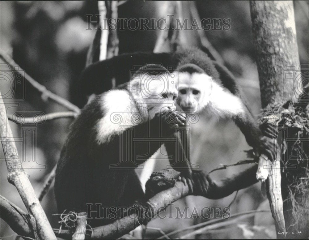 1980 A Pair Of White Faced Monkeys In Tree - Historic Images
