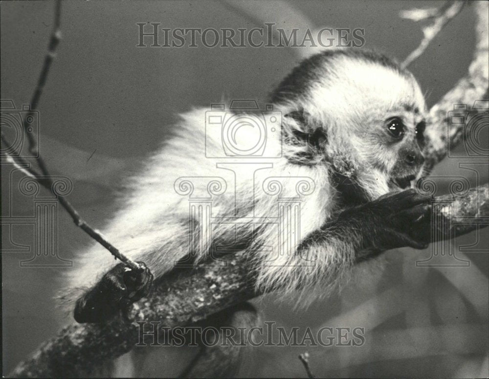 1960 Cebus Monkey Hanging On Tree - Historic Images