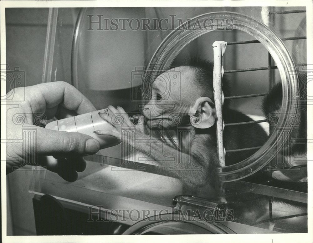 1963 Incubator Feeding Time Bonnet Monkey - Historic Images