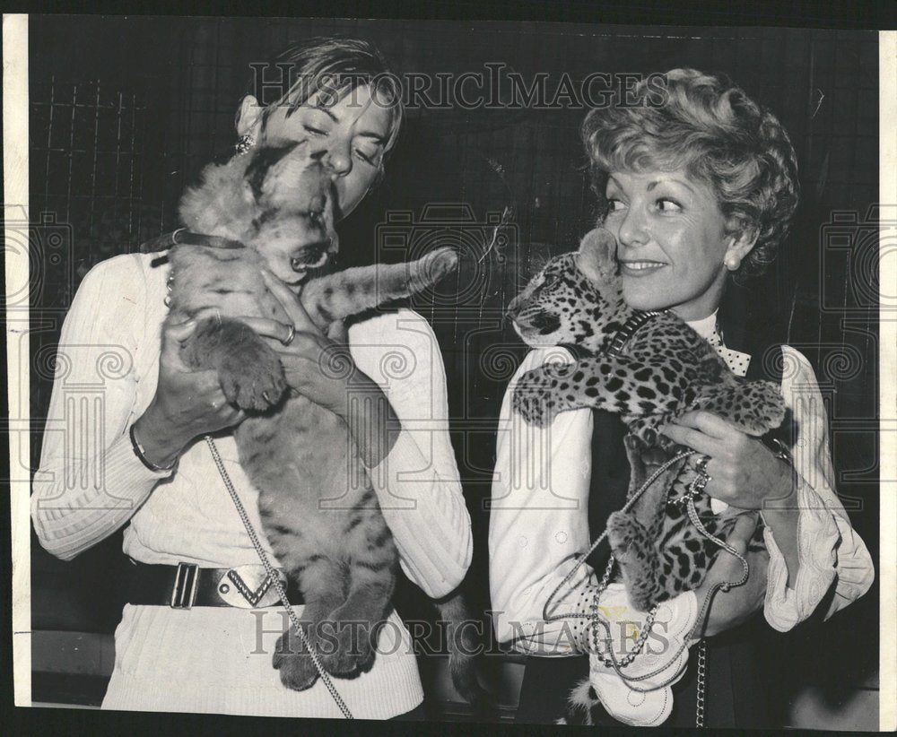 1972 Baby Puma Jaguar Cub Being Held - Historic Images