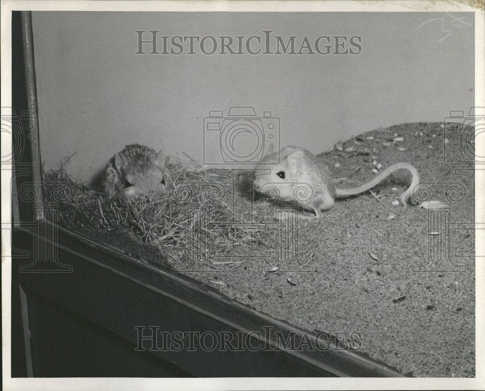 1951 Rodents Jerboas At Lincoln Park Zoo - Historic Images