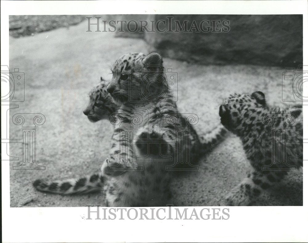 1992 Brookfield Zoo Snow Leopard Cubs Glass - Historic Images