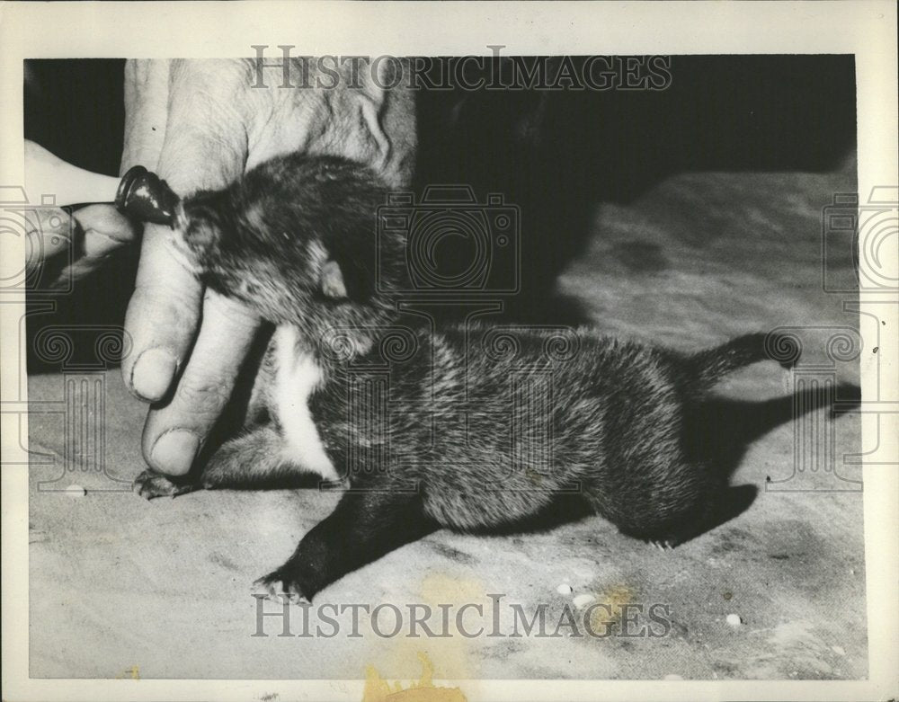 1959 Baby Jackal Devon Zoo Paginton England - Historic Images