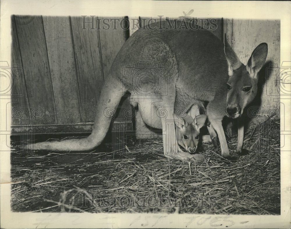 1944 Baby Kangaroo Forest Park Zoo MO - Historic Images