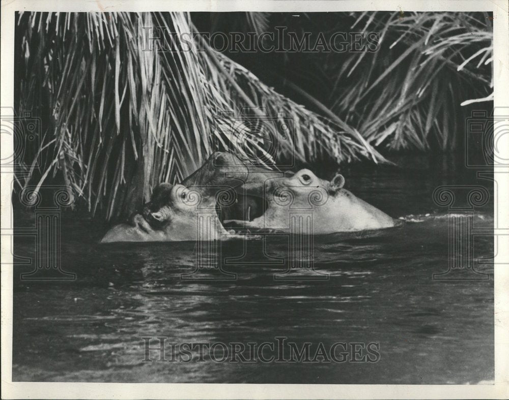 1953 Hippopotamus  In Mizima Springs, Kenya - Historic Images