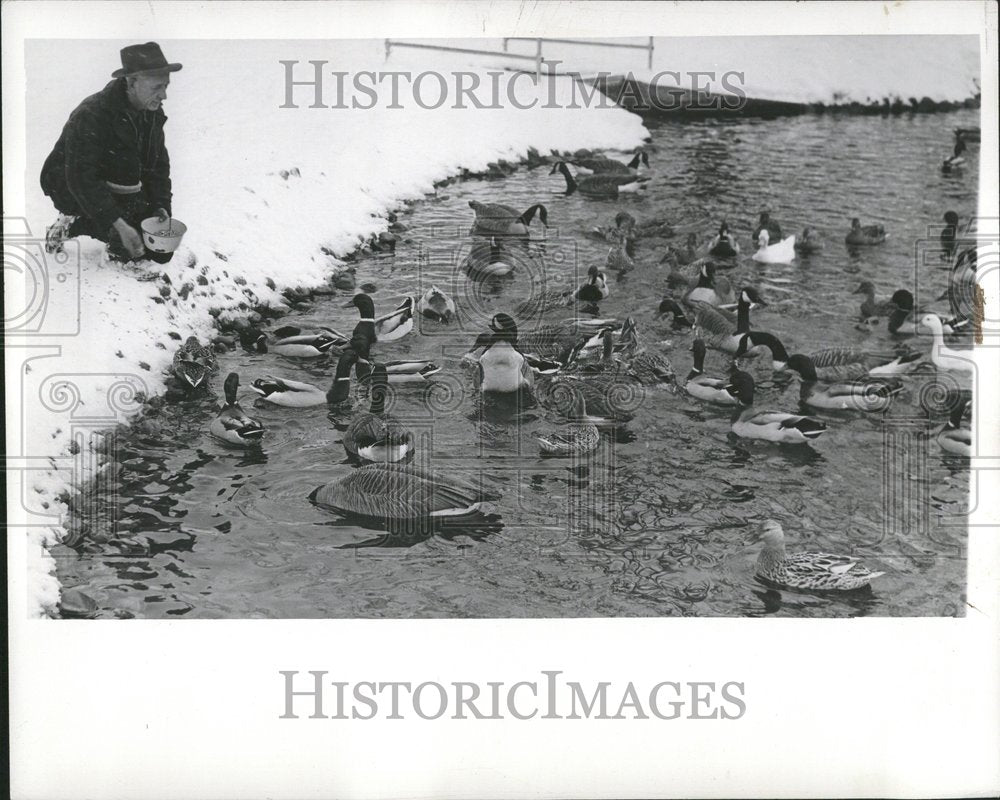 1942 Sidmore Conservation Park Ducks Geese - Historic Images