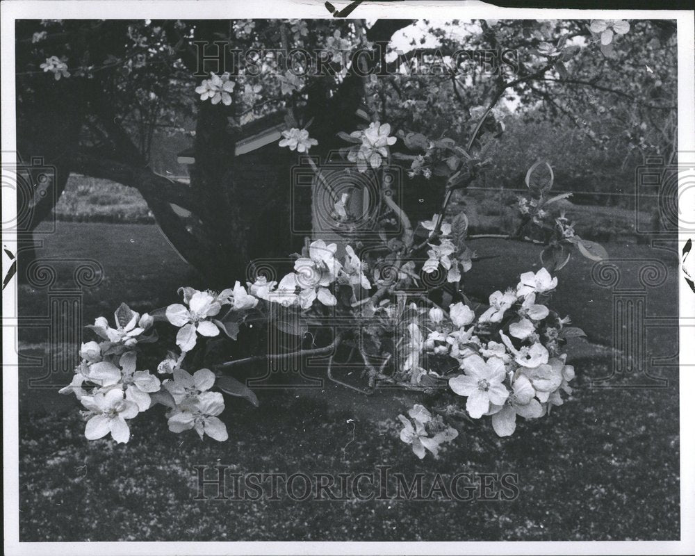 1969 Apple Blossoms Tree In Michigan Garden - Historic Images