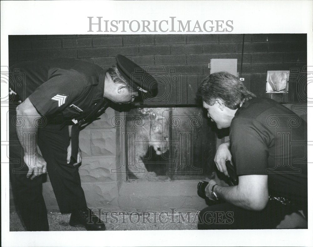 1993 Lion Cub Captured Detroit Police Home - Historic Images