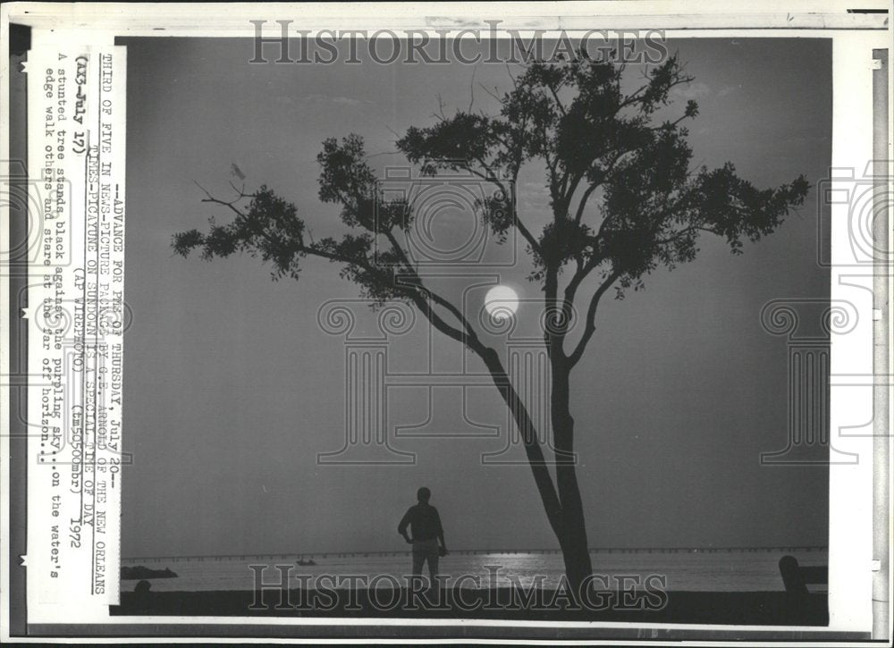 1972 Loneliness Stunted Tree Purpling Sky - Historic Images